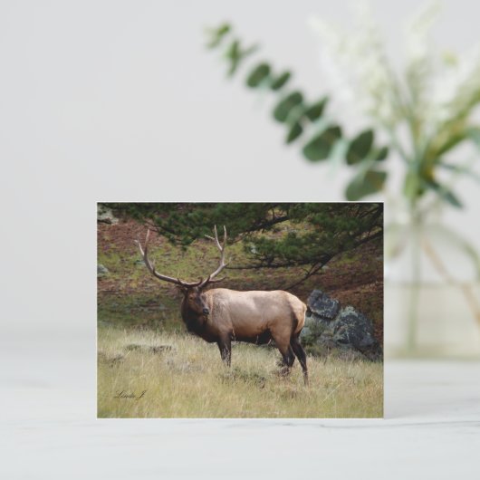 Carte Postale Elk dans le désert (Debout devant)