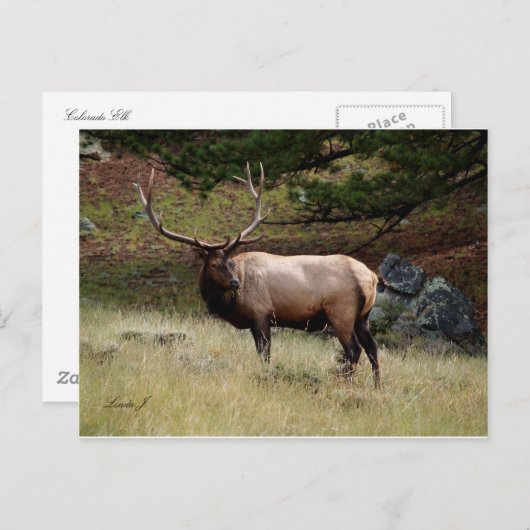 Carte Postale Elk dans le désert (Devant / Derrière)