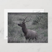 Carte Postale Elk dans le Parc national des Rocheuses (Devant / Derrière)