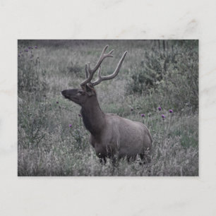 Carte Postale Elk dans le Parc national des Rocheuses
