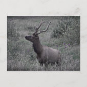 Carte Postale Elk dans le Parc national des Rocheuses (Devant)
