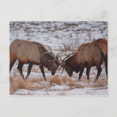 Carte Postale Elk dans le Parc national des Rocheuses (Devant)