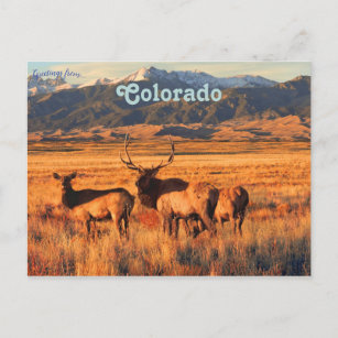 Carte Postale Elk dans les Prairies et les dunes du Colorado