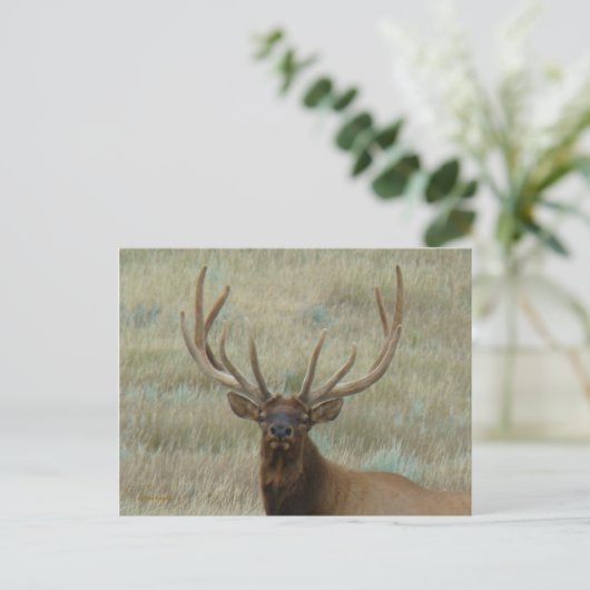 Carte Postale Elk de taureau E10 en Tête de velours (Debout devant)