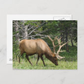 Carte Postale Elk de Yellowstone (Devant / Derrière)