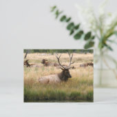 Carte Postale Elk des Rocheuses dans l'herbe (Debout devant)