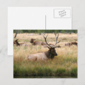 Carte Postale Elk des Rocheuses dans l'herbe (Devant / Derrière)