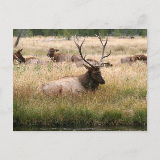 Carte Postale Elk des Rocheuses dans l'herbe (Devant)