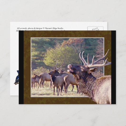 Carte postale Elk Herd 2 (Devant / Derrière)