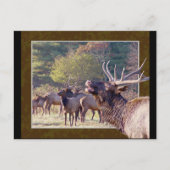 Carte postale Elk Herd 2 (Devant)