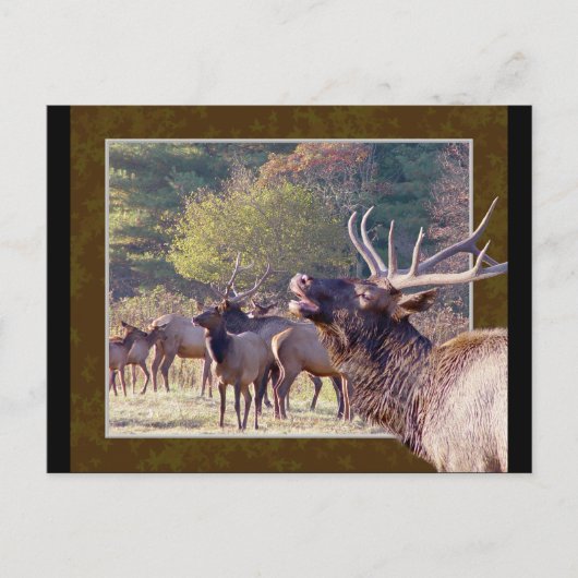 Carte postale Elk Herd 2 (Devant)
