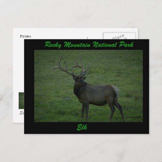 Carte Postale Elk, Milner Pass (Devant / Derrière)