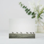 Carte postale Elk P2799 (Debout devant)