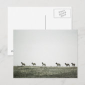 Carte postale Elk P2799 (Devant / Derrière)