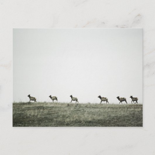 Carte postale Elk P2799 (Devant)