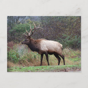 Carte Postale Elk Postcard