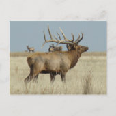 Carte Postale Elk taureau E4 (Devant)