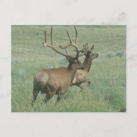 Carte Postale Elk taureau E56 en velours (Devant)