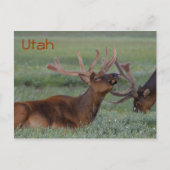 Carte postale Elk Utah (Devant)