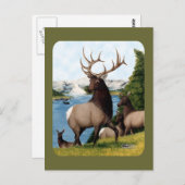 Carte Postale Elk Wapiti (Devant / Derrière)