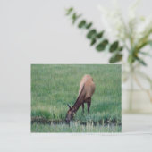 Carte Postale Elk - Yellowstone (Debout devant)