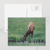 Carte Postale Elk - Yellowstone (Devant / Derrière)