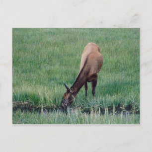 Carte Postale Elk - Yellowstone