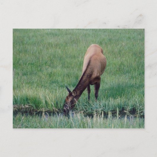 Carte Postale Elk - Yellowstone (Devant)