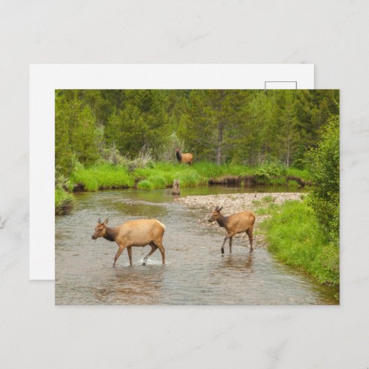 Carte Postale Elks traversant le fleuve Colorado (Devant / Derrière)