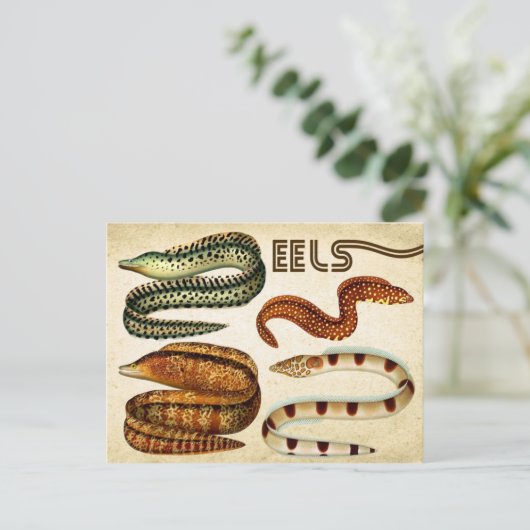 CARTE POSTALE ELLES (Debout devant)