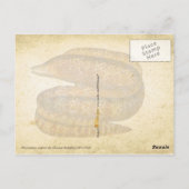 CARTE POSTALE ELLES (Dos)