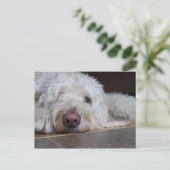 Carte Postale Elliot (Debout devant)