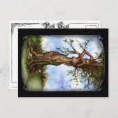 Carte Postale Elm Maid (Devant / Derrière)