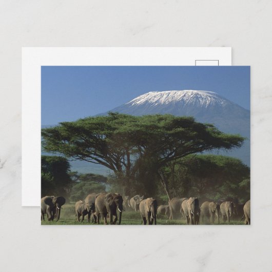 Carte Postale Elphants du Mont Kilimandjaro (Devant / Derrière)