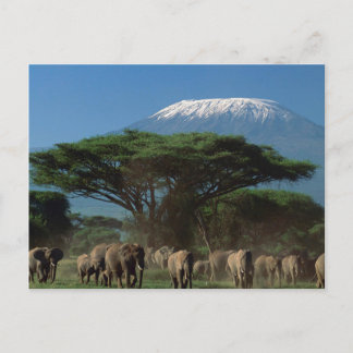 Carte Postale Elphants du Mont Kilimandjaro
