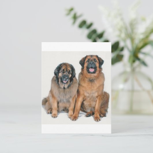 Carte Postale Elsa & Wellington (Debout devant)