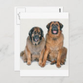 Carte Postale Elsa & Wellington (Devant / Derrière)