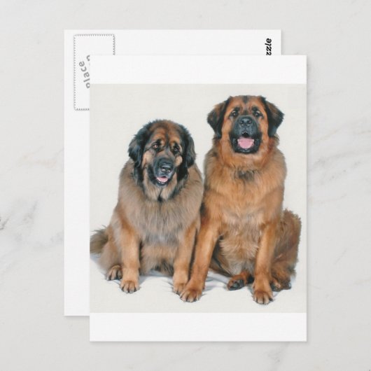 Carte Postale Elsa & Wellington (Devant / Derrière)