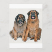 Carte Postale Elsa & Wellington (Devant)