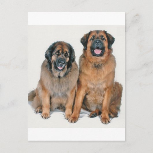 Carte Postale Elsa & Wellington (Devant)