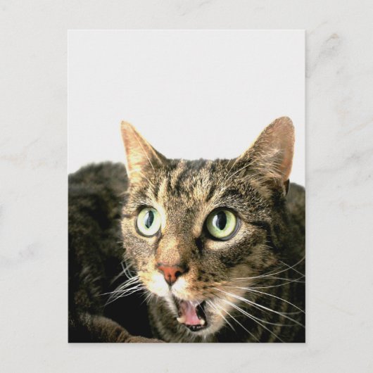 Carte Postale Elvis (Devant)