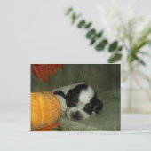 Carte Postale ELVIS, Bleu roan & tan American cocker spaniel pup (Debout devant)