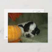 Carte Postale ELVIS, Bleu roan & tan American cocker spaniel pup (Devant / Derrière)