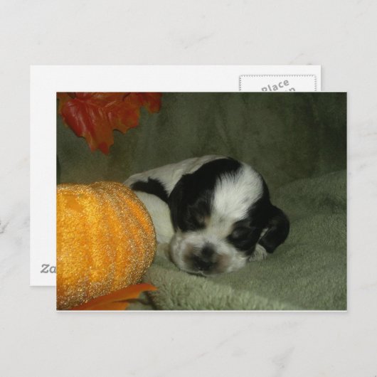 Carte Postale ELVIS, Bleu roan & tan American cocker spaniel pup (Devant / Derrière)