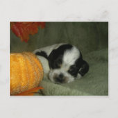 Carte Postale ELVIS, Bleu roan & tan American cocker spaniel pup (Devant)