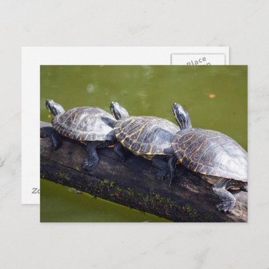 Carte Postale Embouteillage (Devant / Derrière)