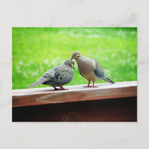 Carte Postale Embrasse des Lovebirds
