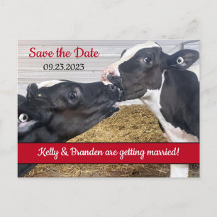 Carte Postale Embrasser les veaux Mariage Enregistrer la date