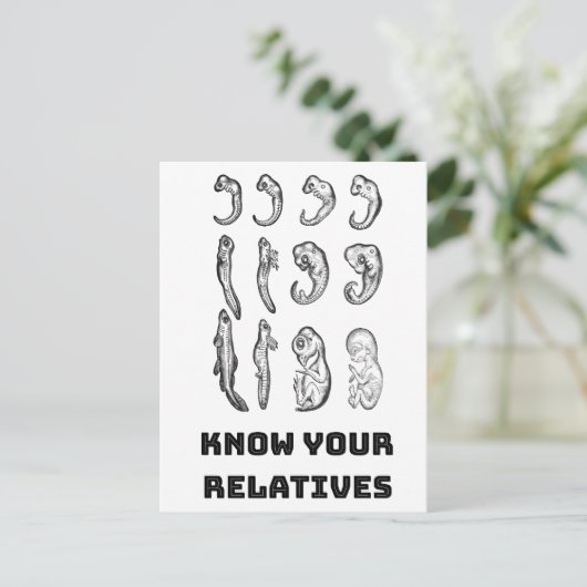 Carte Postale Embryogenèse de l'évolution (Debout devant)