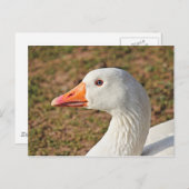 Carte postale Emden Goose (Devant / Derrière)